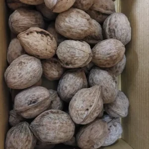Walnuts with shell